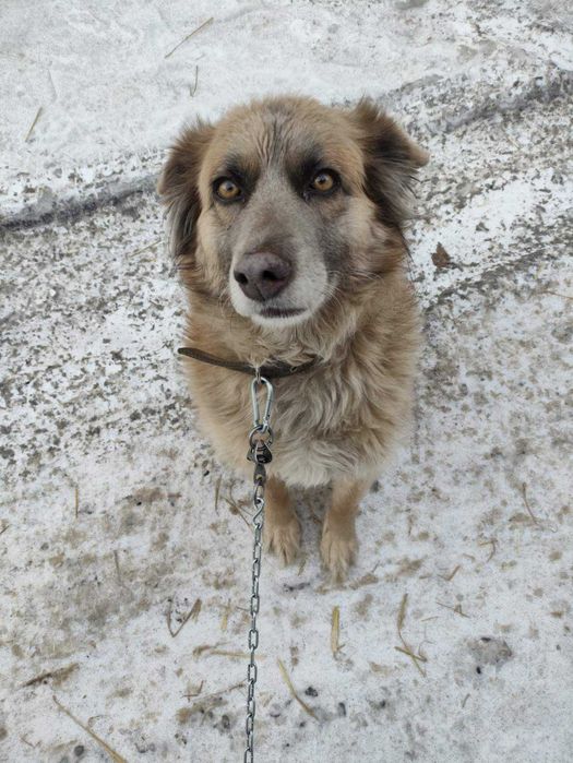 Ищем семью для собаки