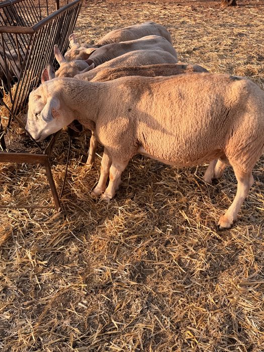 Carneiro Texel puro
