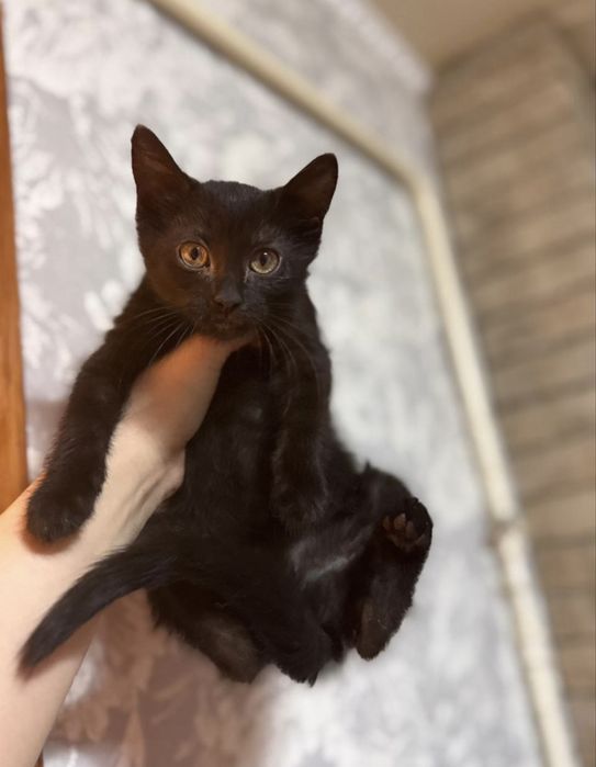 Кошенятка в добрі руки