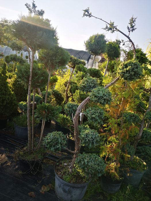 Bonsai różne wielkości, wysokości