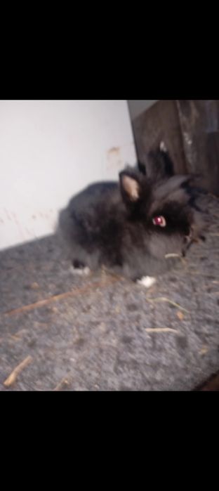 Króliki karzełki Teddy