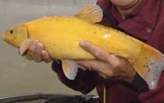 Рибна ферма вирощує золотого лина