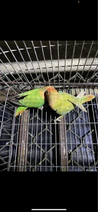 Lote re rossicolis cerca de 3 casais ja formandos