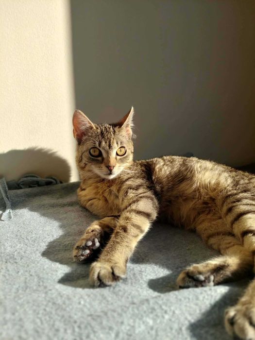 Buraska Malta do adopcji