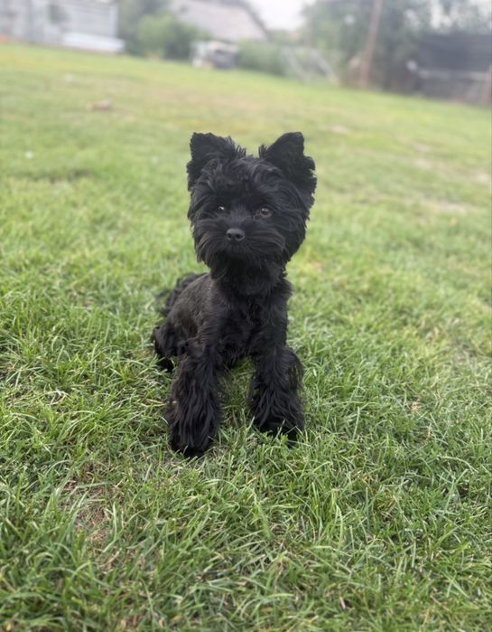 Yorkshire terrier