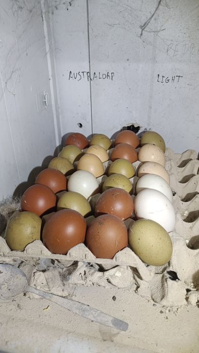 Pintos Nascidos de Ovos Várias Cores