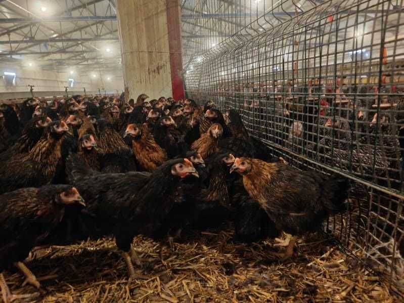 KURY nioski młode Rossa Messa Sussex Dominant Tetra Sonia Senny !