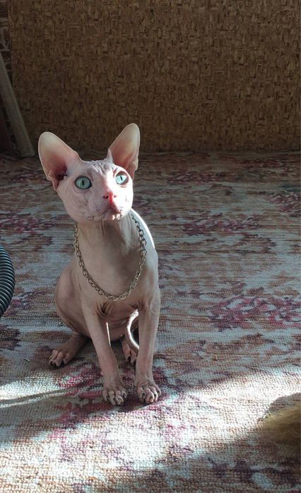 Вязка сфинксов (самый лучший)