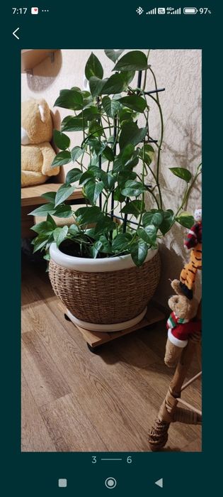 Продам плетёные горшок с красивым цветком.