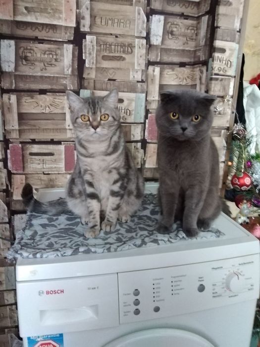 Шотландські кошенята