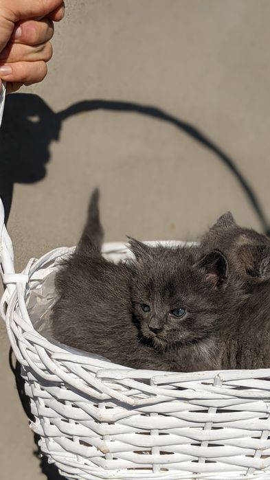 кошенята гарної кішки