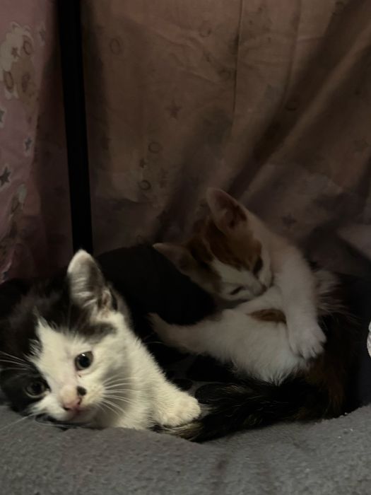 Маленькі котенята лише у добрі руки