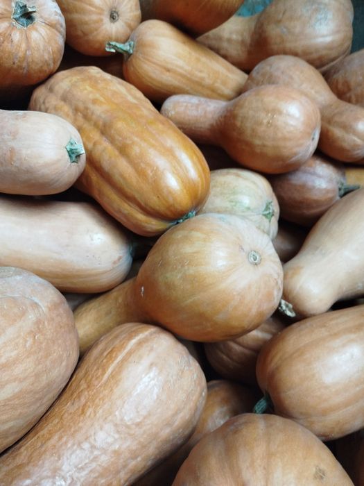 Продаю кабак (тыква)