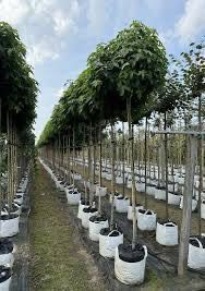 Ambrowiec Amerykański Gumball 180 cm cena 450 zł