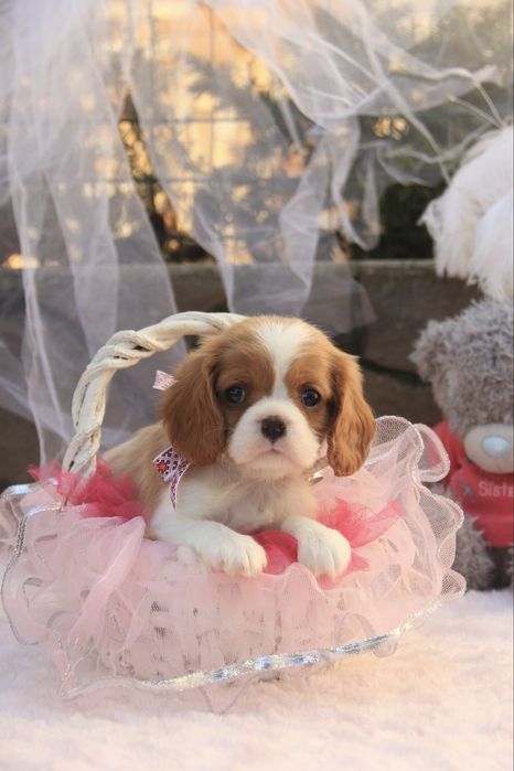 Дівчинка Кавалер Кінг чарльз спаніель