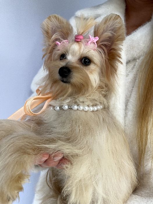 Ідеальна Помапу для вашого дому