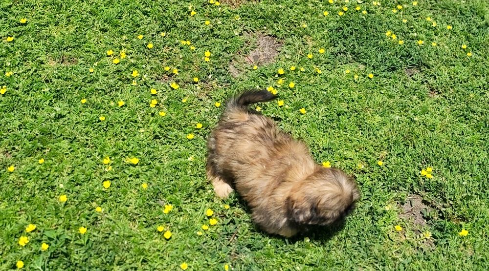 Shih-tzu - piesek