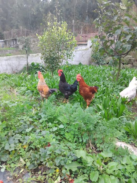 Vendo galos do campo