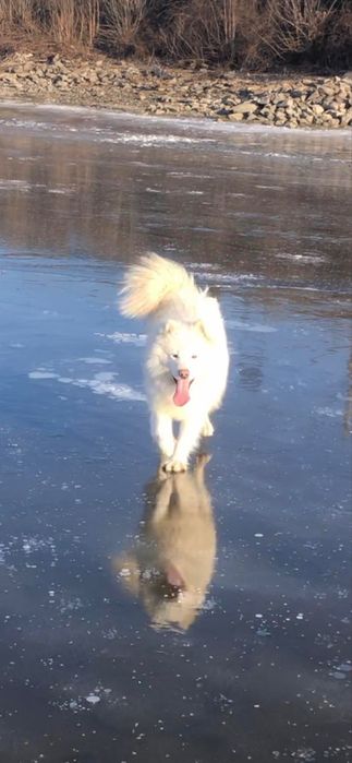 Вязка королевский самоед