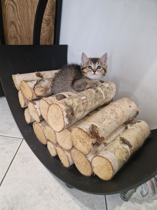 Продаються британські кошенята
