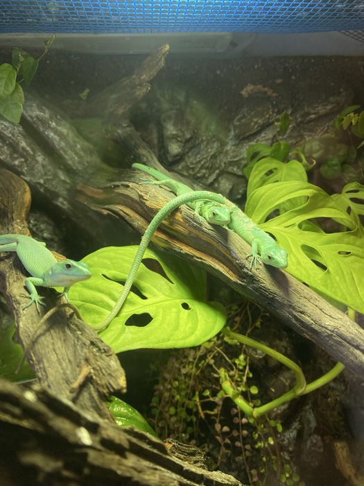 Gastropholis prasina