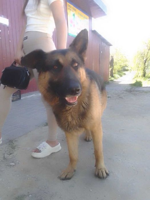 Собака мальчик ищет семью дом кобель овчарка молодой харьков