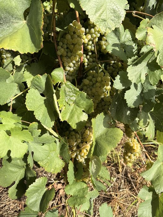Uvas para vinho, loureiro e arinto