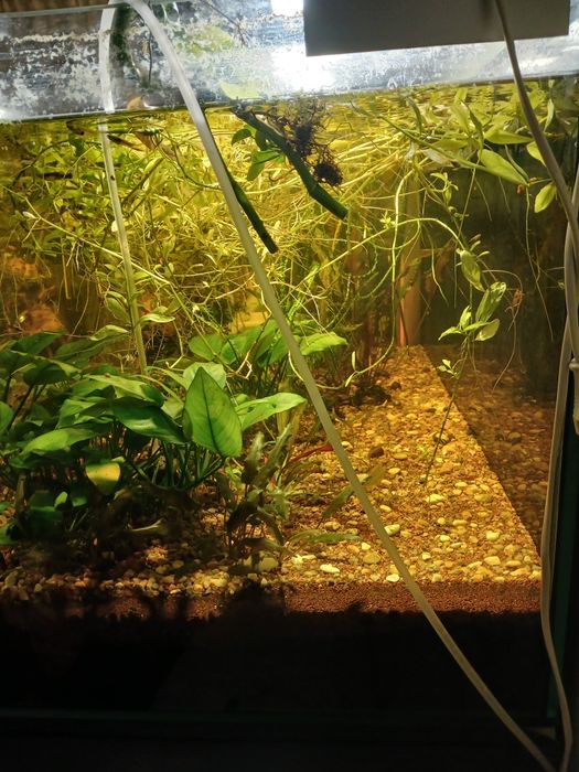 Аквариум великий на тумбі, і в тумбі ще 2 акваріума.