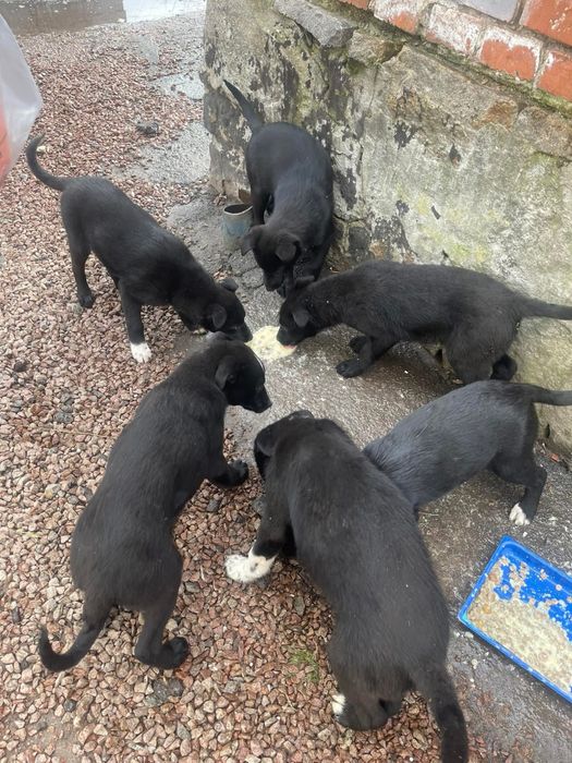 Віддам   цуциків