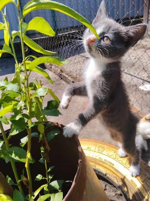 Котята в гарні руки