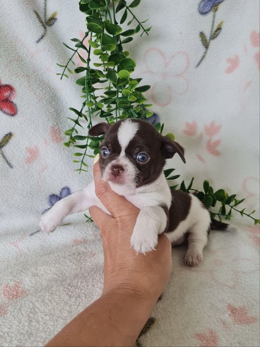 Excelente mini Chihuahua/Chiuaua de Qualidade. Lunhagem Russa