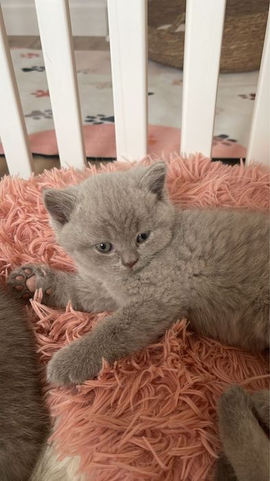 Scottish straight de boa linhagem