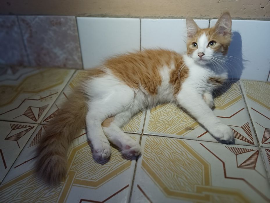 кошенята унікальної рудої кішки