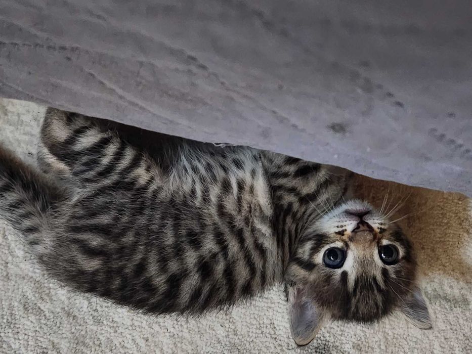Gatos para adoção