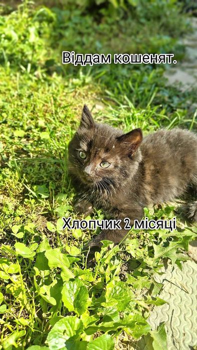 віддам кошенят а добрі руки