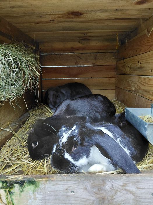 Sprzedam króliki-Olbrzym Belgijski, Baran Francuski, Nowozelandzki