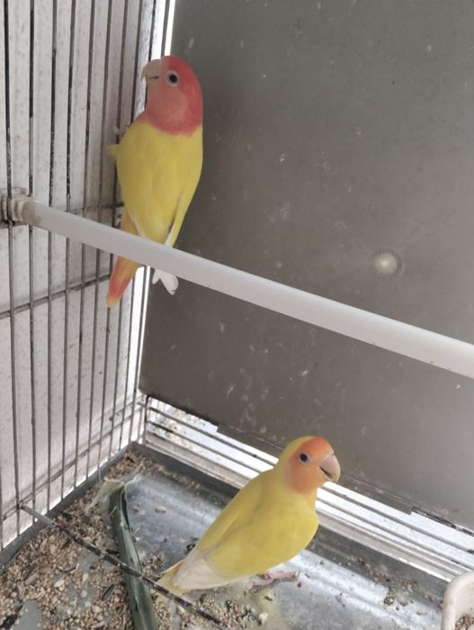 Casal de rosicolleres
