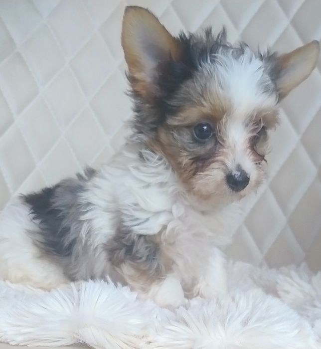 Śliczna Miniaturowa Suczka - York Blueberry - Do Rezerwacji!