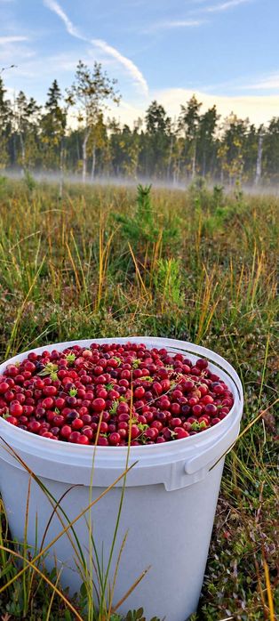 Żurawina bagienna zbierana na zamówienie 5 kg