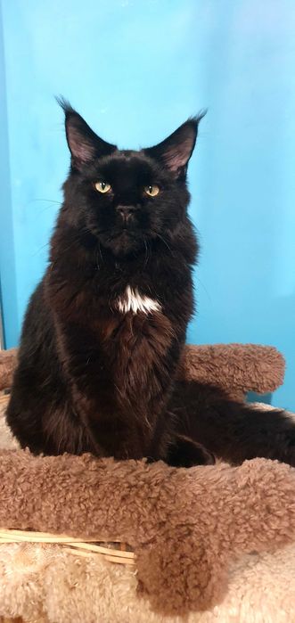 Питомник SEA BREEZE  преставляет молодого мальчика Зефир !