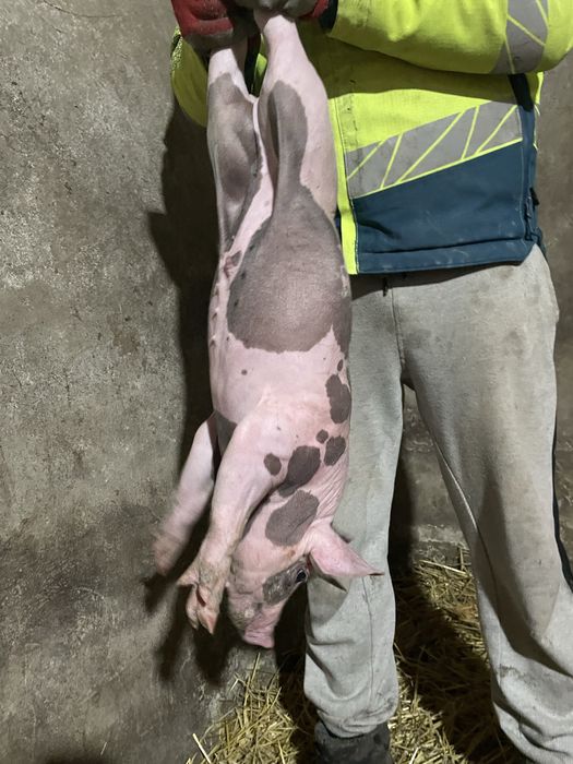 Продам поросята породи Петрен