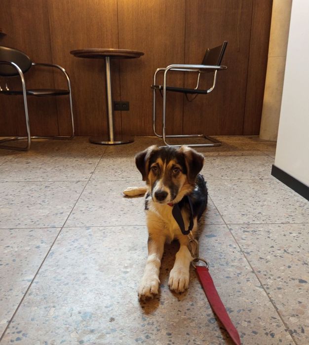 Отдам даром в добрые руки собаку метис бигля