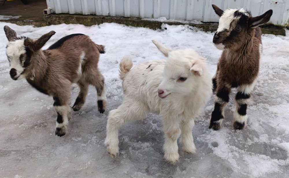 Кози козинята зааненські англо-нубійські