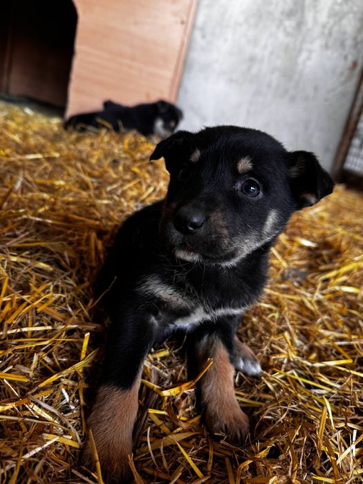 Віддам цуценят в добрі руки
