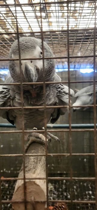 Papagaios cinzentos  casal