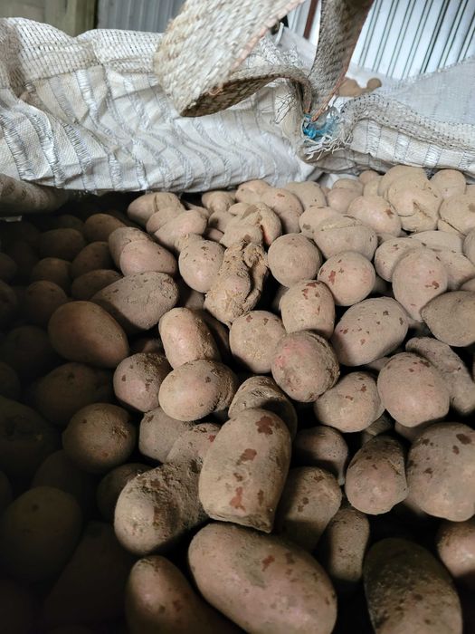 Ziemniaki odsort w BB