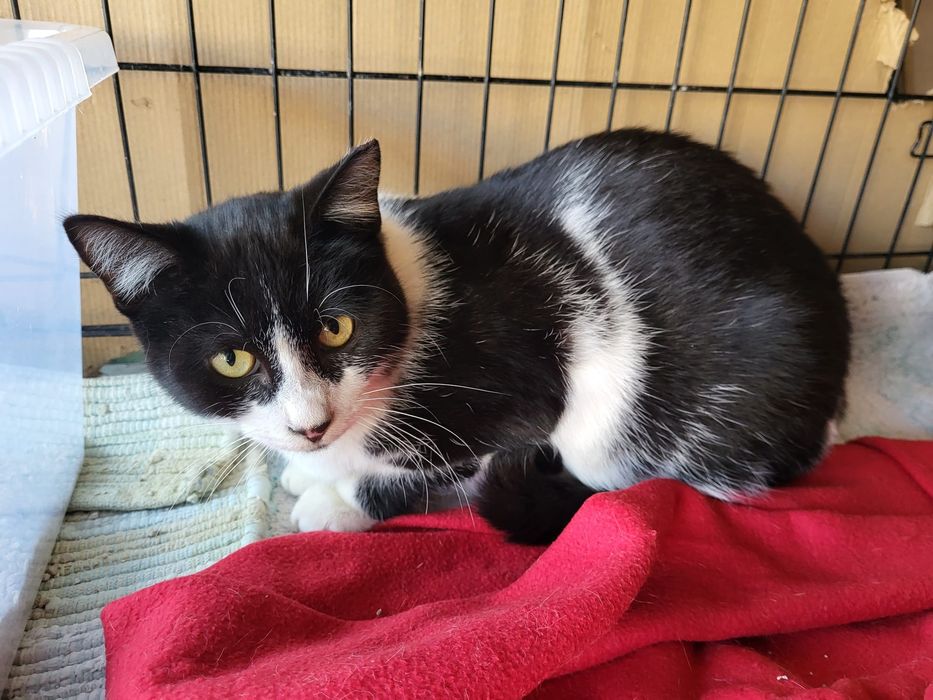 Gatinhos já estetilizados para adoção