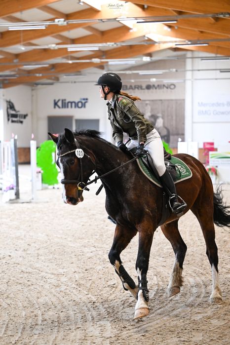 wałach Zangersheide po Casallco