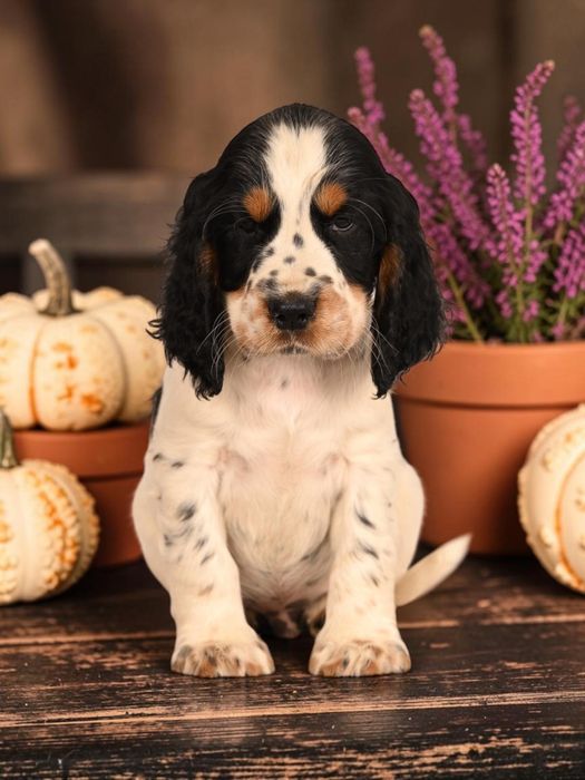 Springer Spaniel Angielski FCI