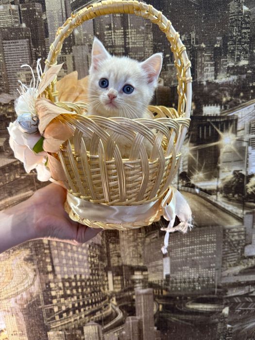 Шотландські кошенята